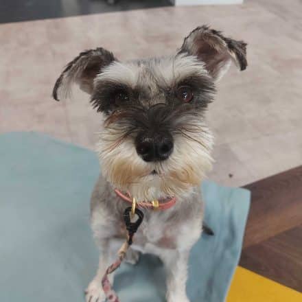 Bella, Snuggle Monster and Therapy Dog at Coapt