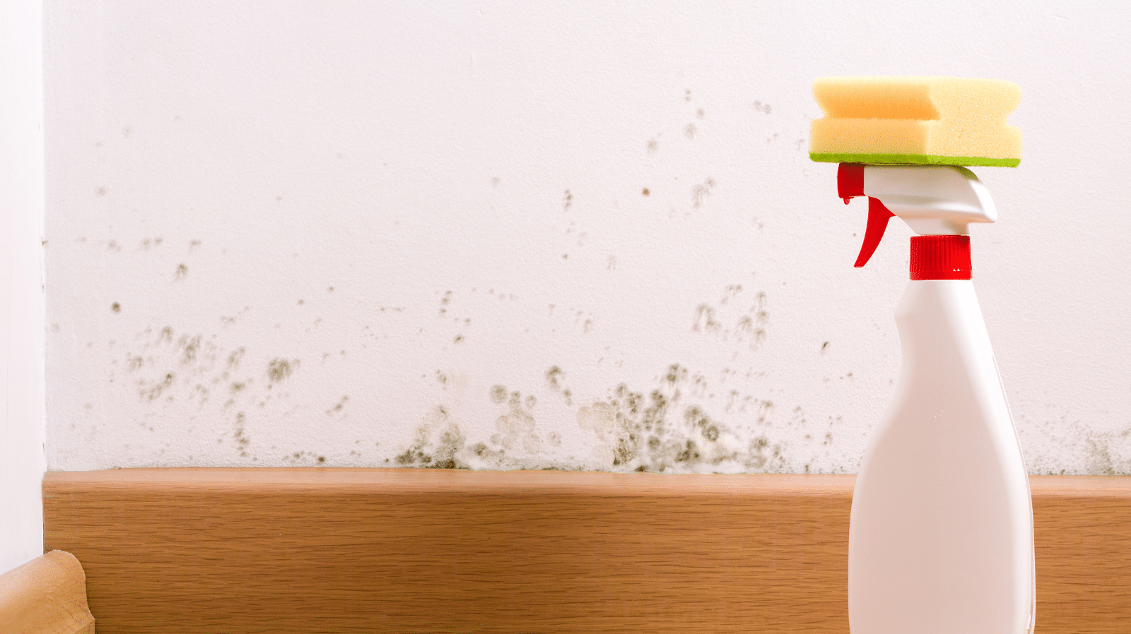 Landlords' Guide to Mould Coapt